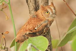 Image of Oriental Scops Owl