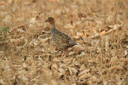 Image of Painted Francolin