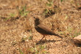 Image of Rufous-tailed Lark