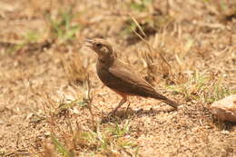 Image of Rufous-tailed Lark