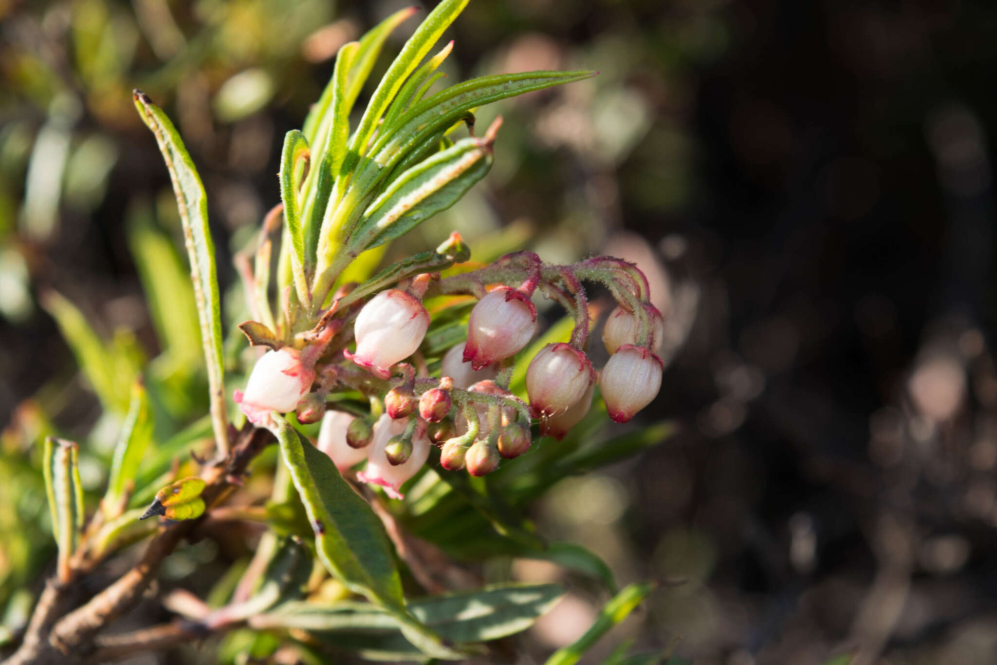 Слика од Comarostaphylis polifolia subsp. polifolia