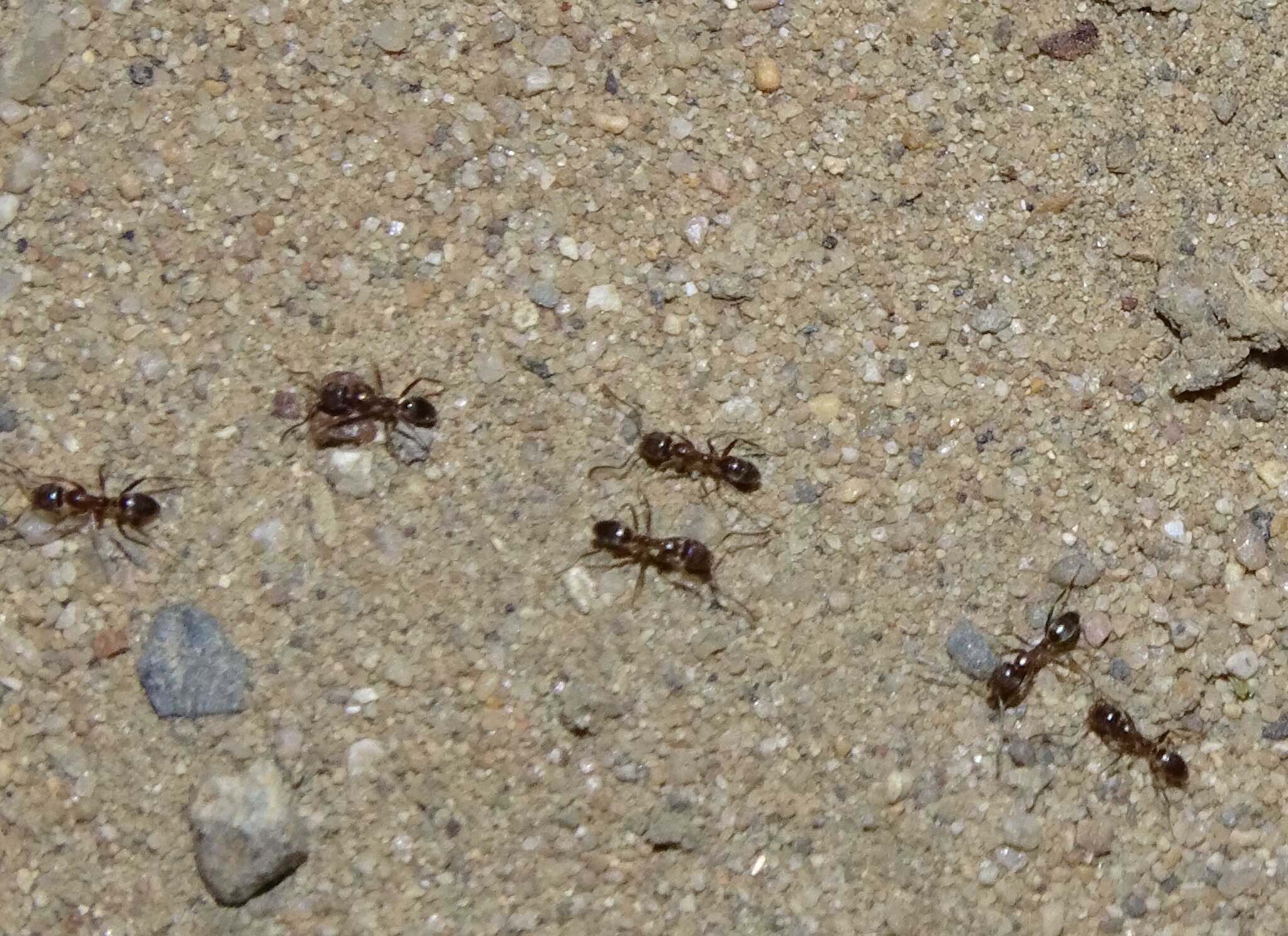 Image of Argentine Ant