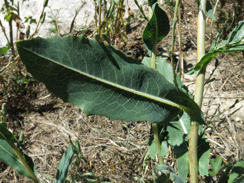 Image of prickly lettuce