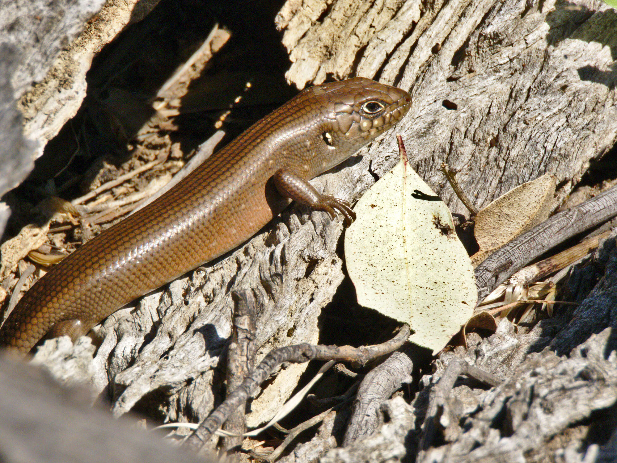 Image of Liopholis modesta (Storr 1968)