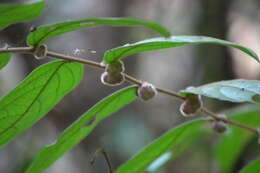 Image of Phyllanthus eriocarpus (Champ. ex Benth.) Müll. Arg.