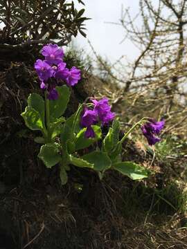 Primula latifolia Lapeyr. resmi