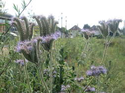 Image de Phacélie à feuilles de tanaisie