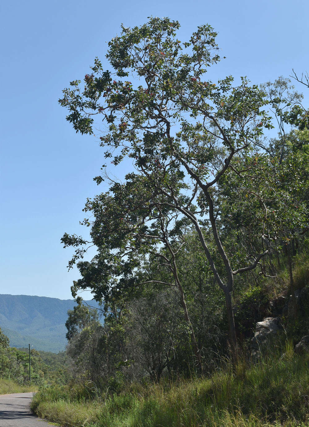 Image of Corymbia peltata (Benth.) K. D. Hill & L. A. S. Johnson