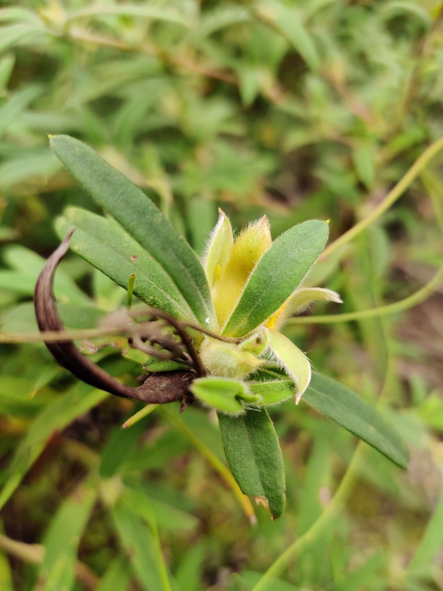 Image of Hibbertia saligna R. Br. ex DC.