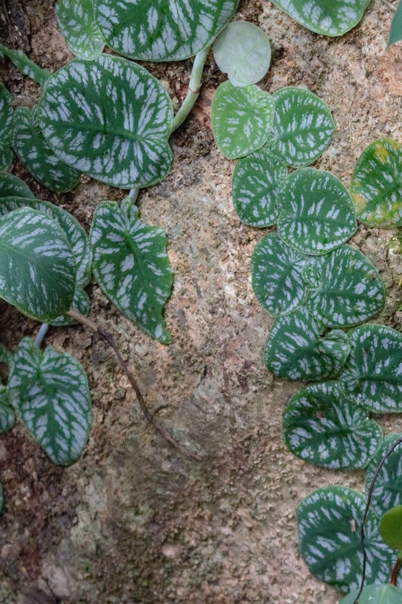 Monstera tuberculata var. brevinoda (Standl. & L. O. Williams) Madison的圖片