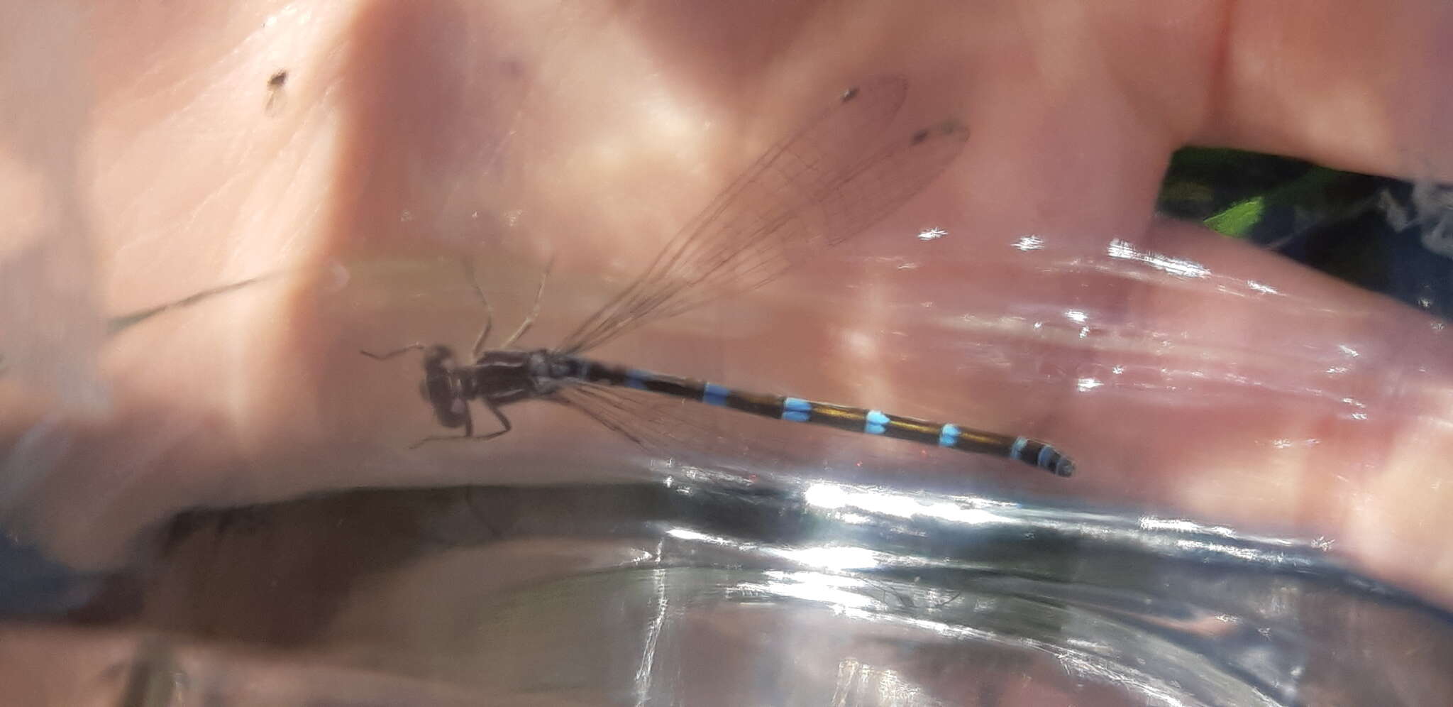 Image of Ornate Bluet