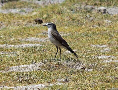 Image of Ochre-naped Ground Tyrant