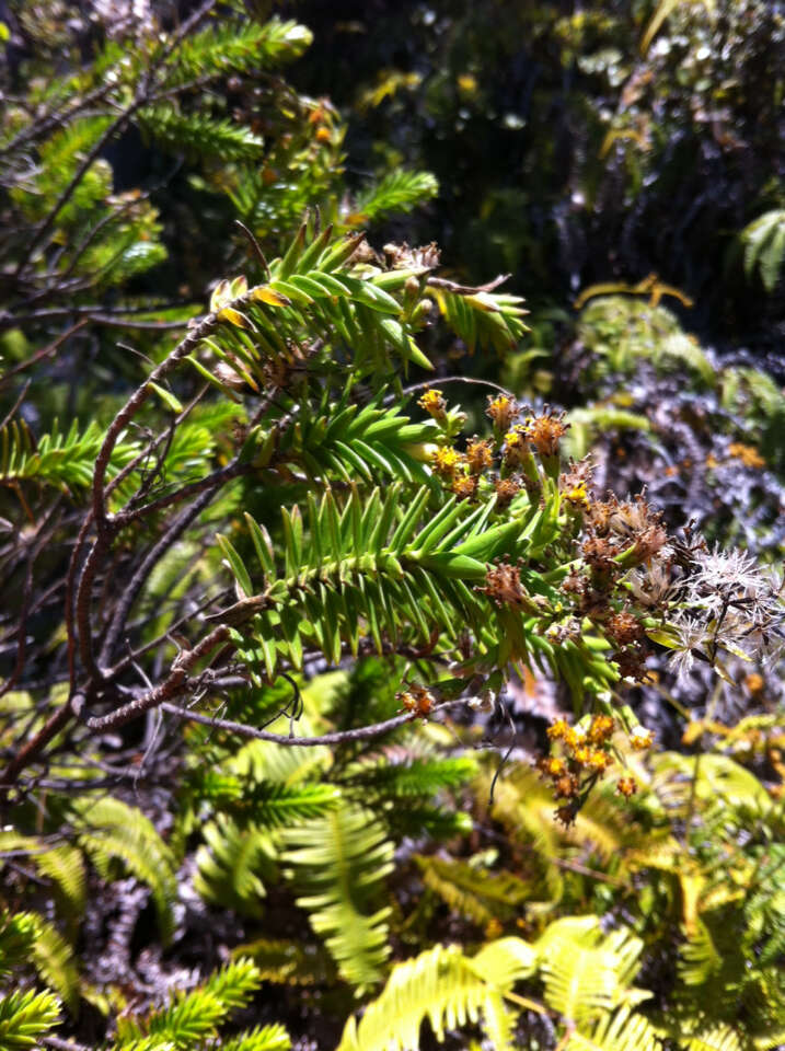 Image of lava dubautia