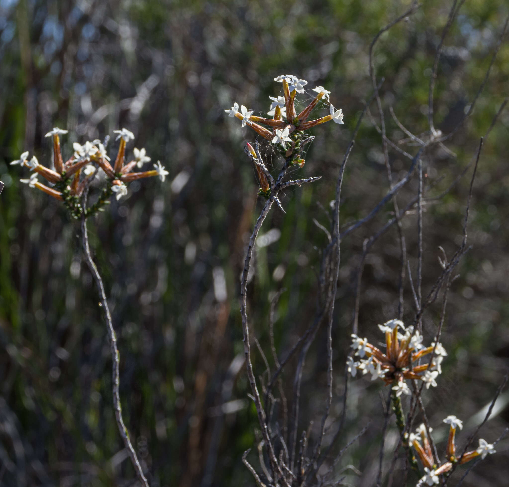 Image of Lysinema