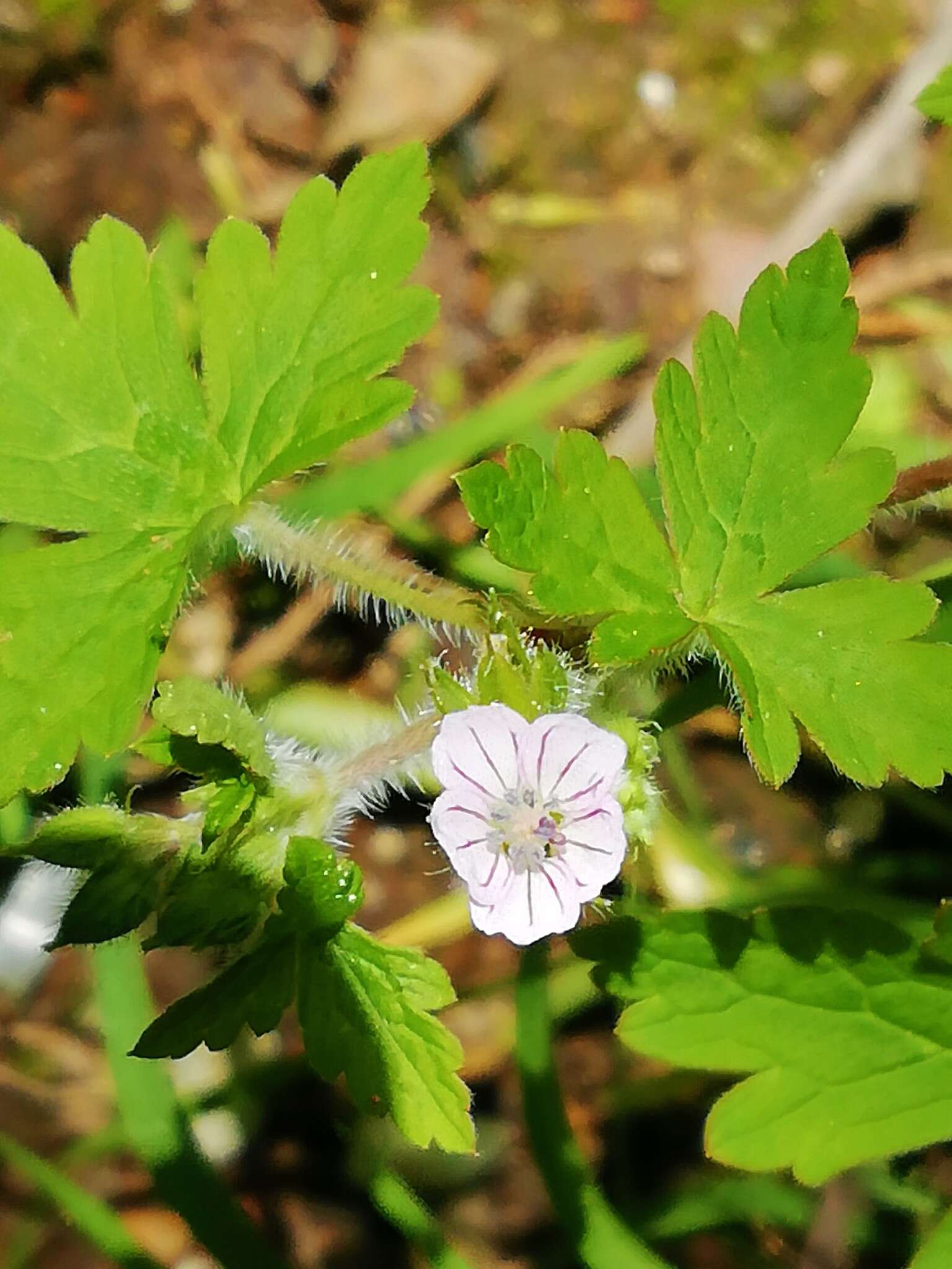 Imagem de Geranium seemannii Peyr.