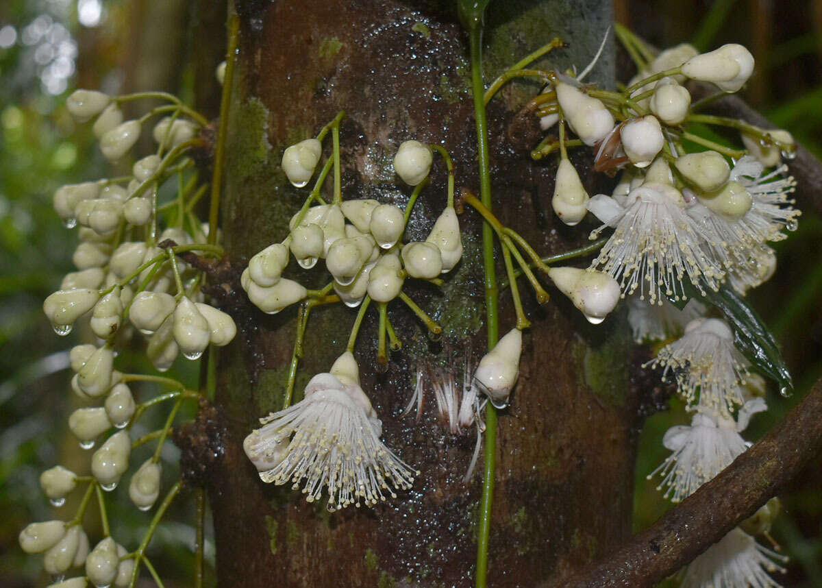 Image of Syzygium cormiflorum (F. Müll.) B. P. M. Hyland