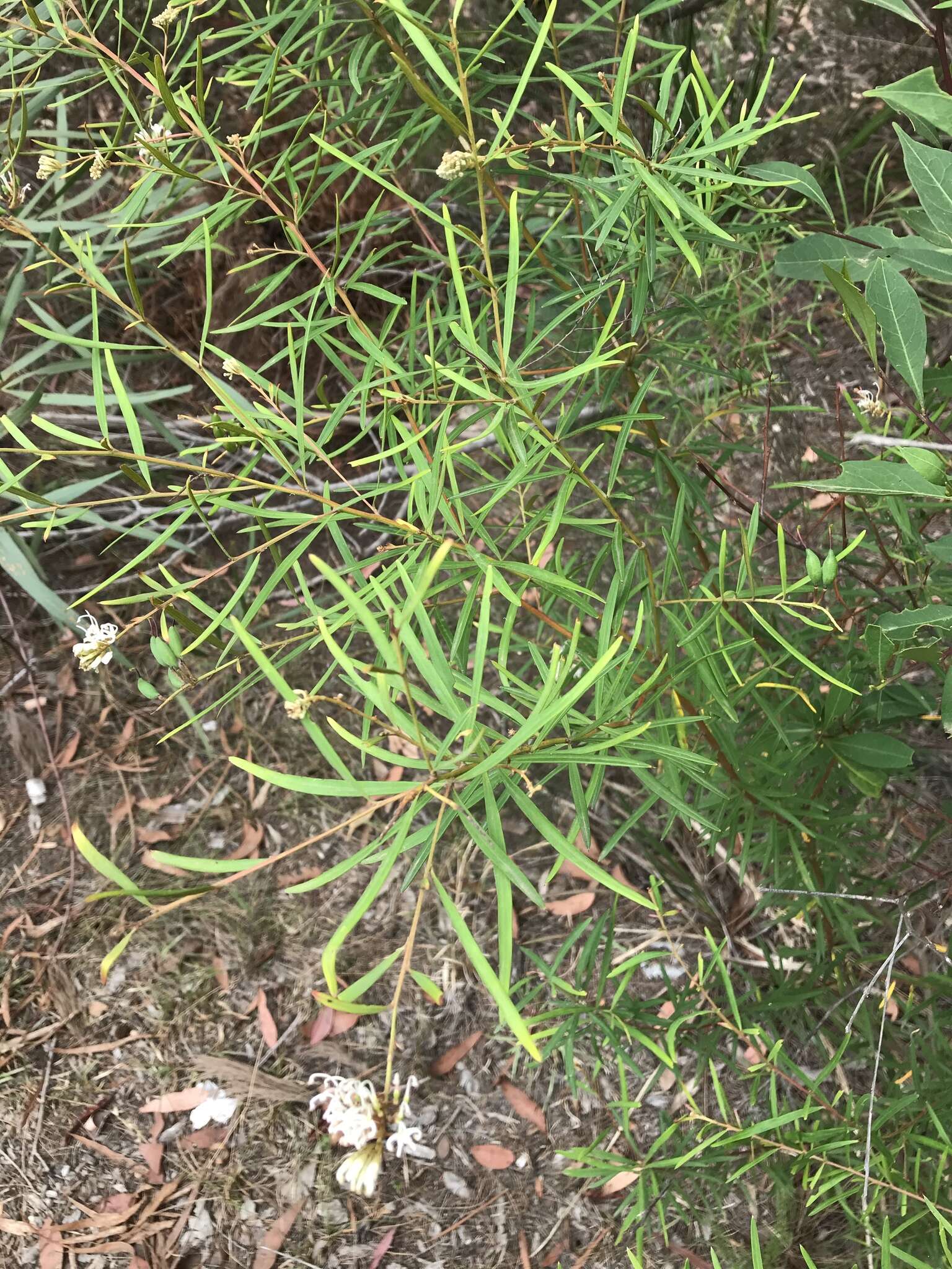 Imagem de Grevillea linearifolia (Cav.) Druce