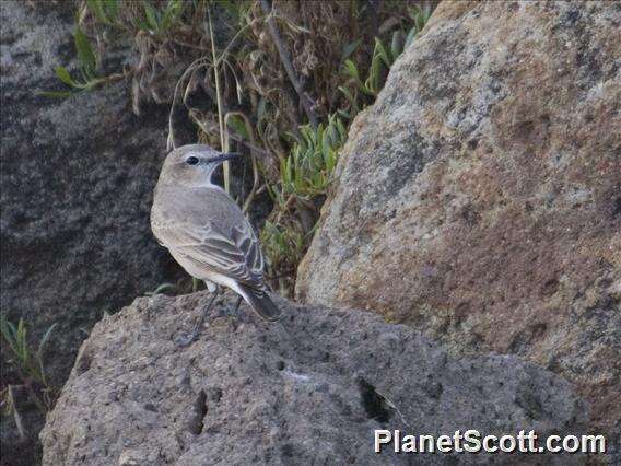 Image of Isabelline Wheatear