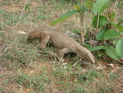 Image of Bengal Monitor Lizard