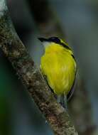 Image of Yellow-browed Tody-Flycatcher