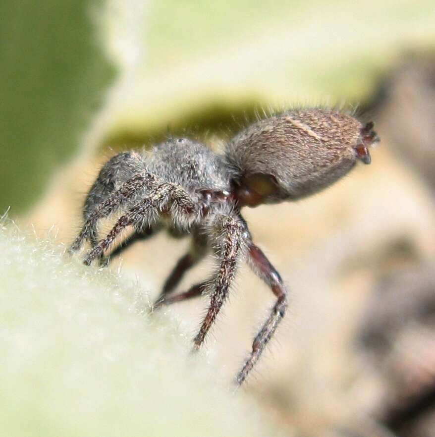 Image of Phidippus princeps (Peckham & Peckham 1883)