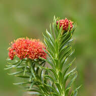 Image of Rhodiola kirilowii (Regel) Maxim.