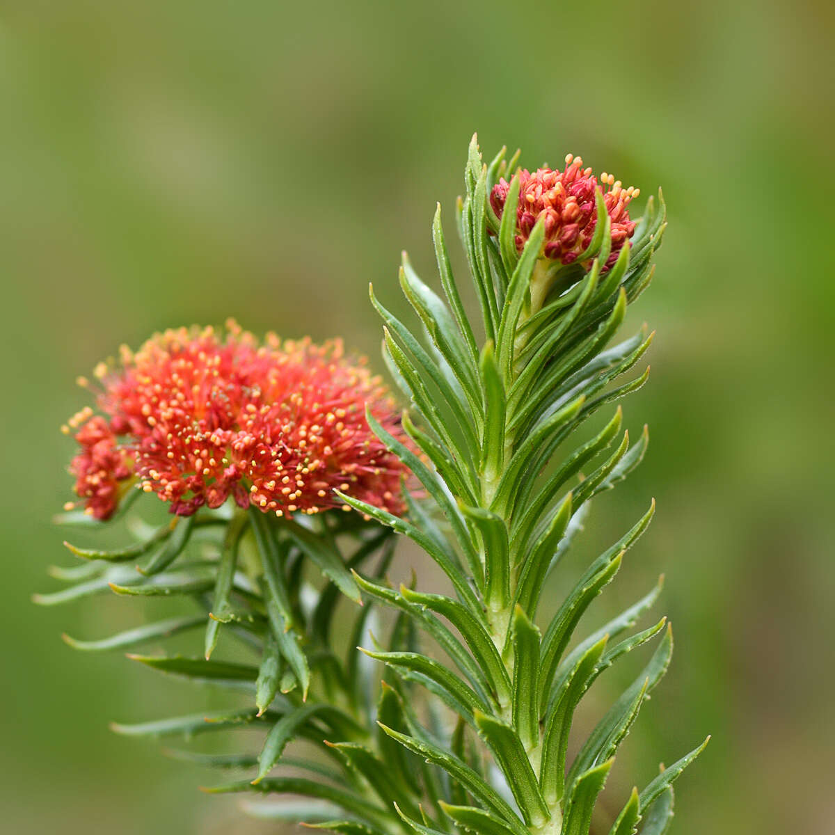 Image of Rhodiola kirilowii (Regel) Maxim.