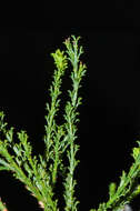 Image of Psoralea aculeata L.