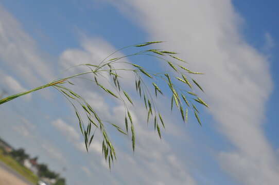 Image de Bromus arvensis L.