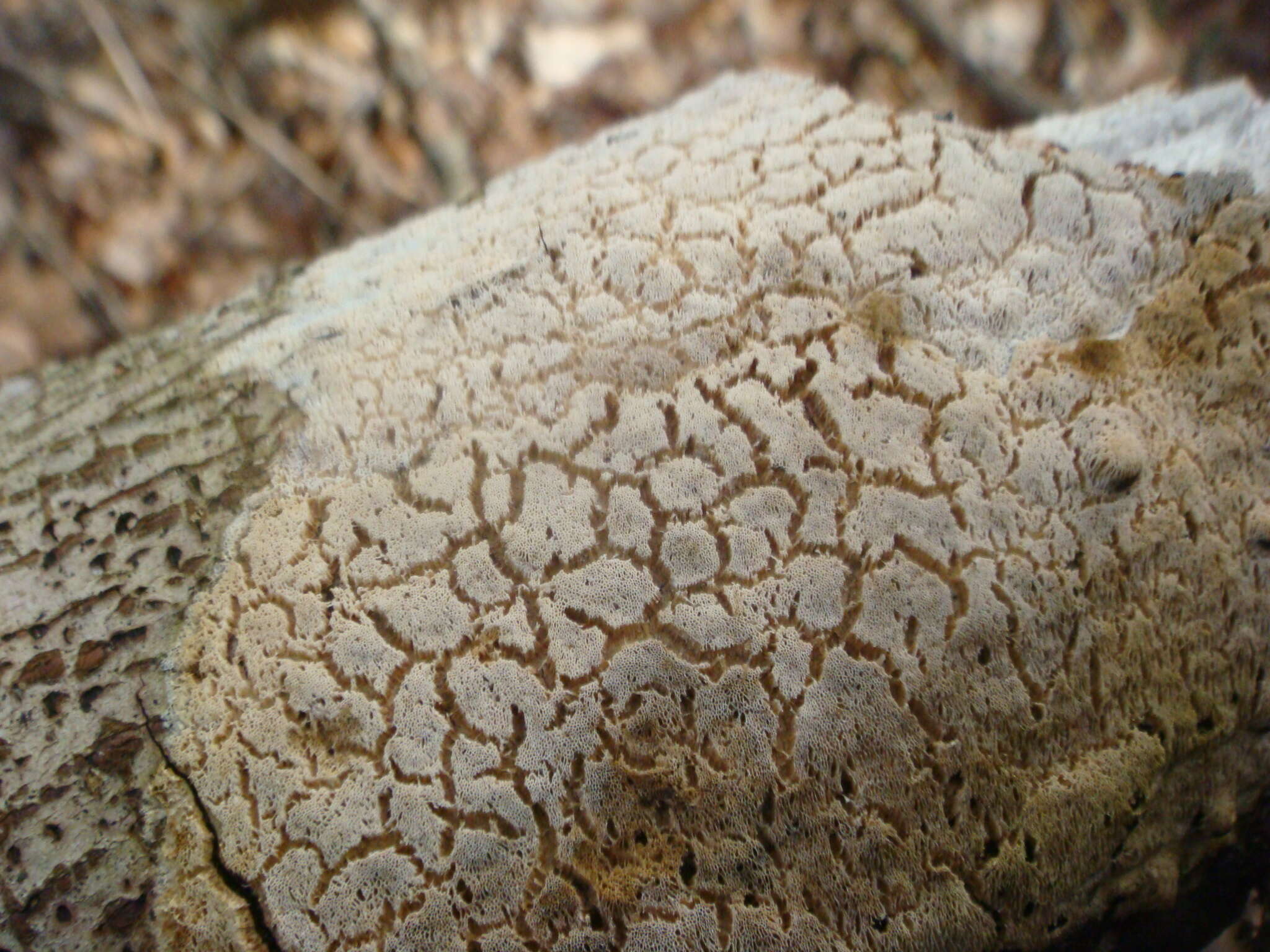 Schizopora paradoxa (Schrad.) Donk 1967 resmi