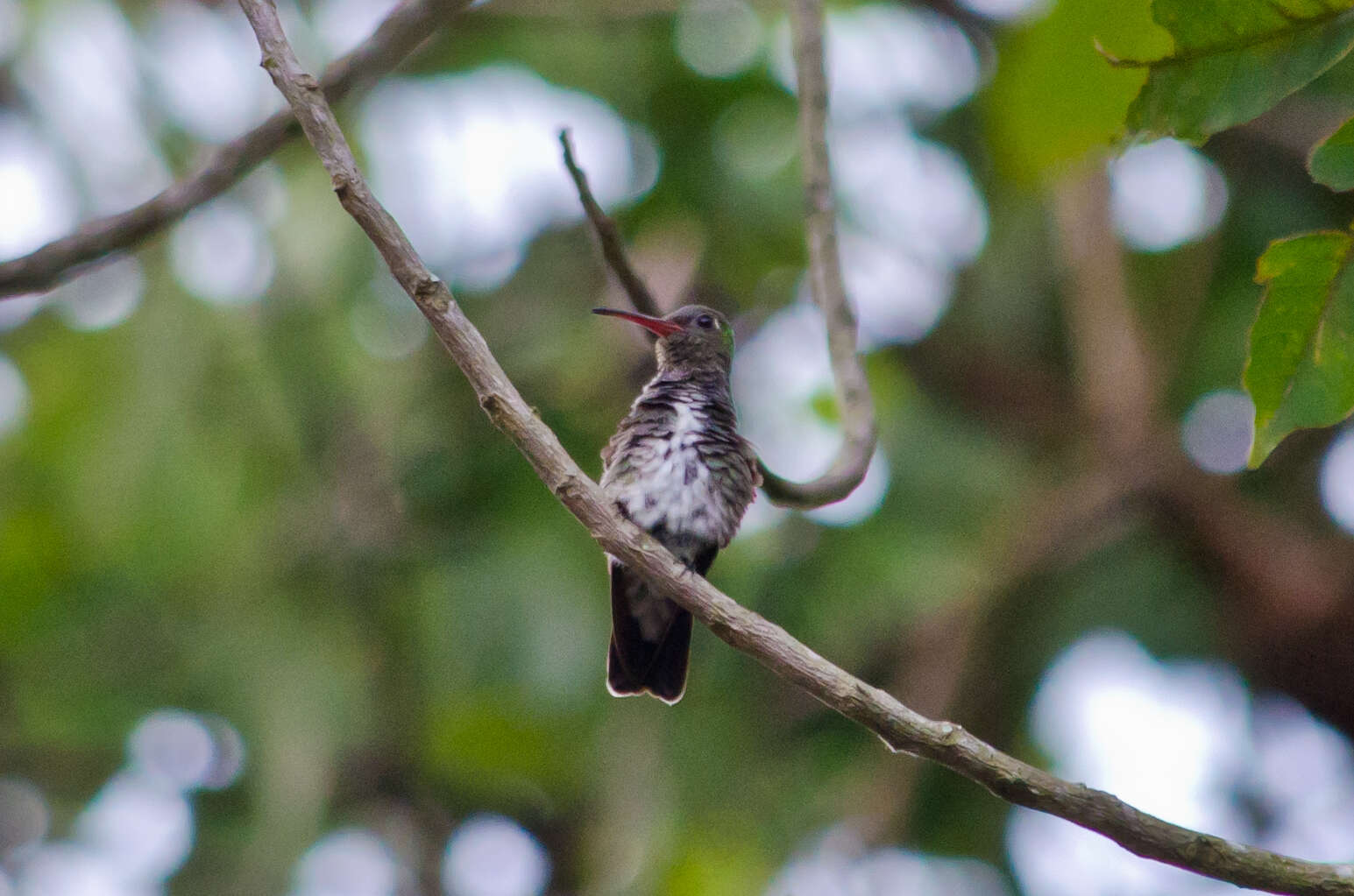 Image of Glittering-throated Emerald