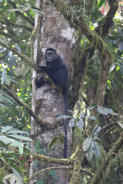 Image of Cercopithecus mitis stuhlmanni Matschie 1893