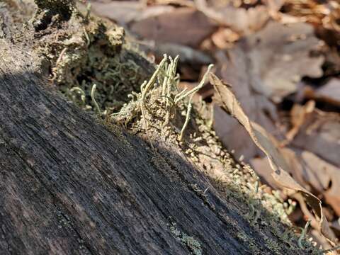 Image of cup lichen