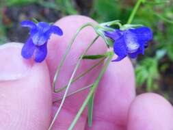 Imagem de Antirrhinum strictum (Hooker & Arnott) A. Gray