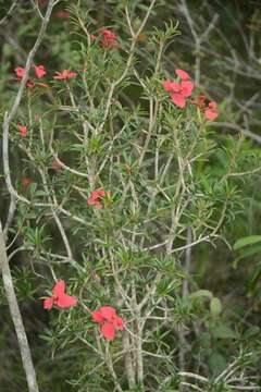 Image of Euphorbia podocarpifolia Urb.