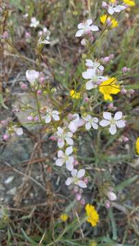 Image of Marin dwarf-flax