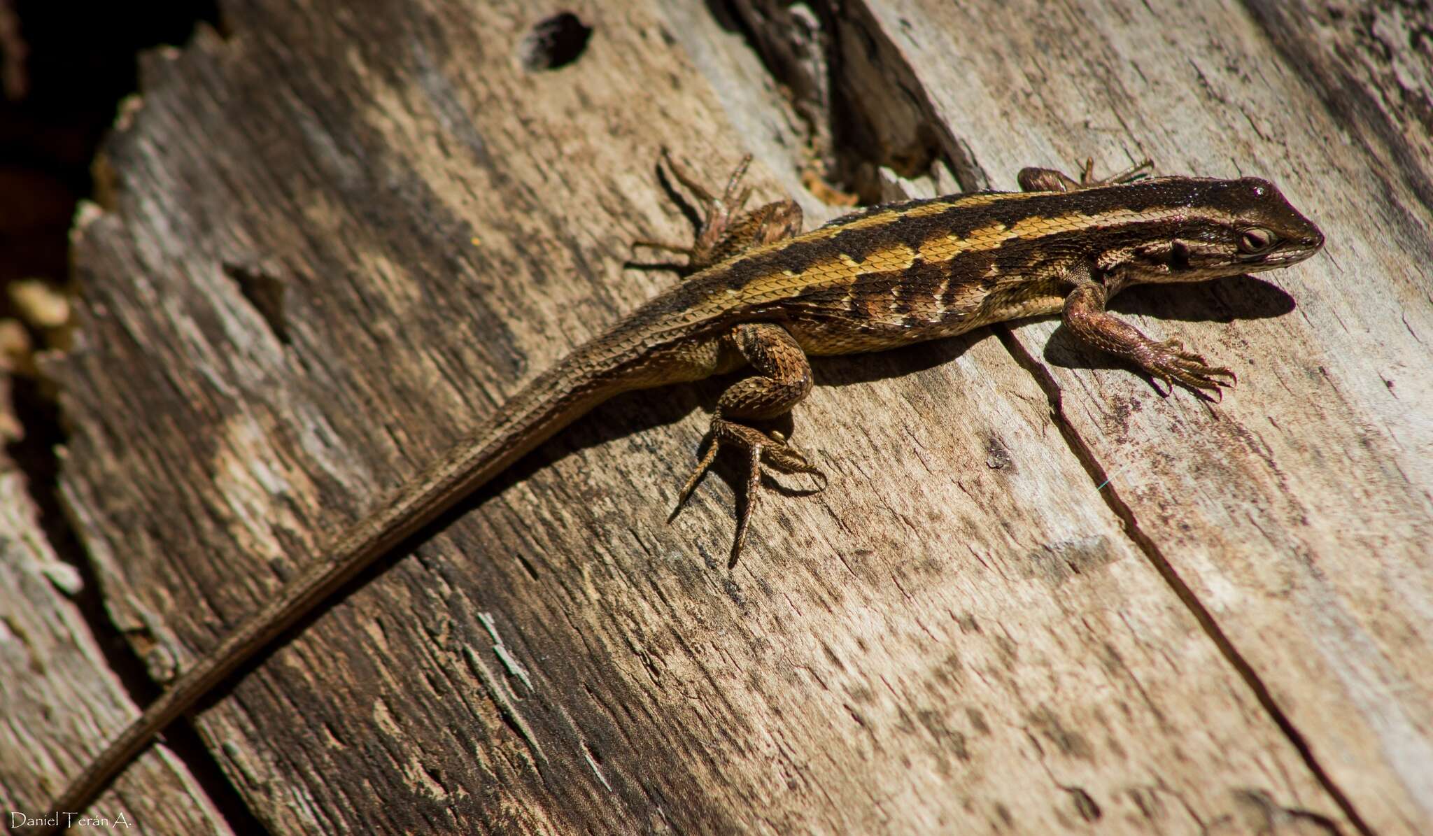 Image of Schroeder's Tree Iguana