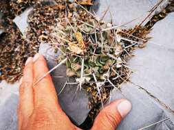 Image of Thelocactus rinconensis (Poselger) Britton & Rose