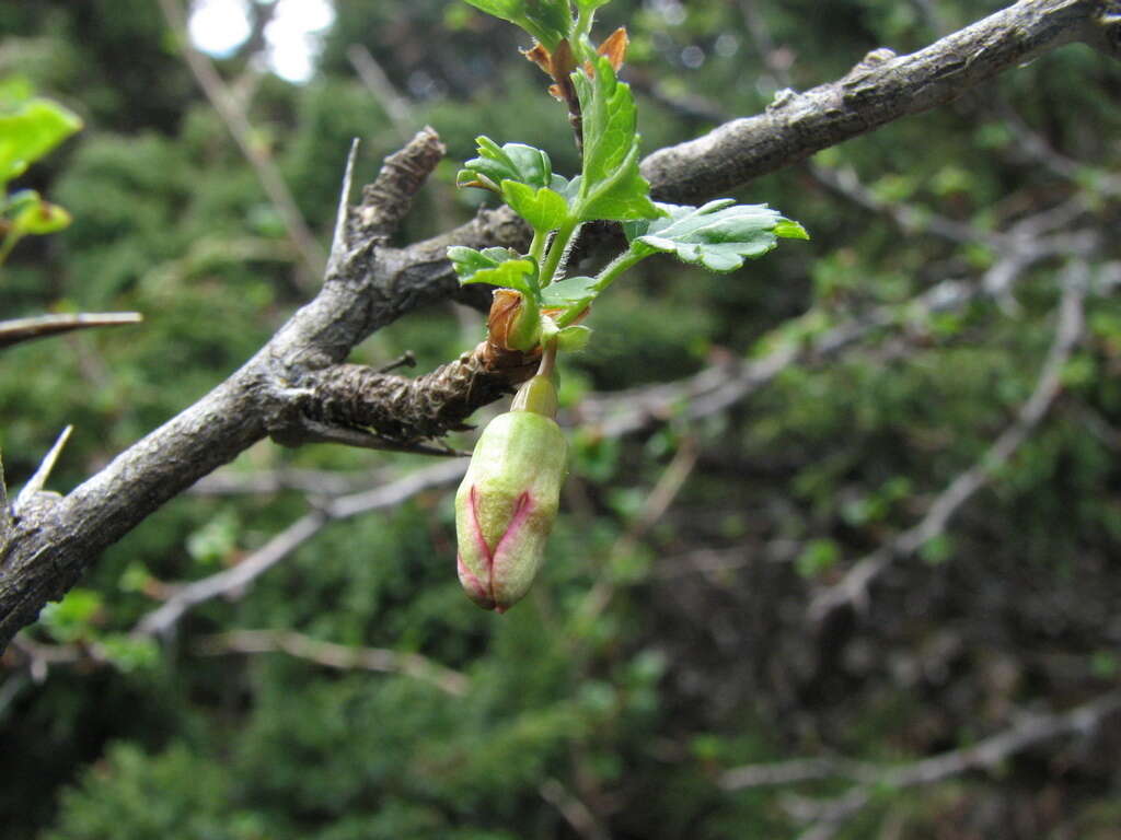 Image of Ribes formosanum Hayata