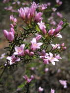 Image of Boronia capitata subsp. clavata P. G. Wilson