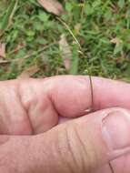 Plancia ëd Ottochloa gracillima C. E. Hubb.