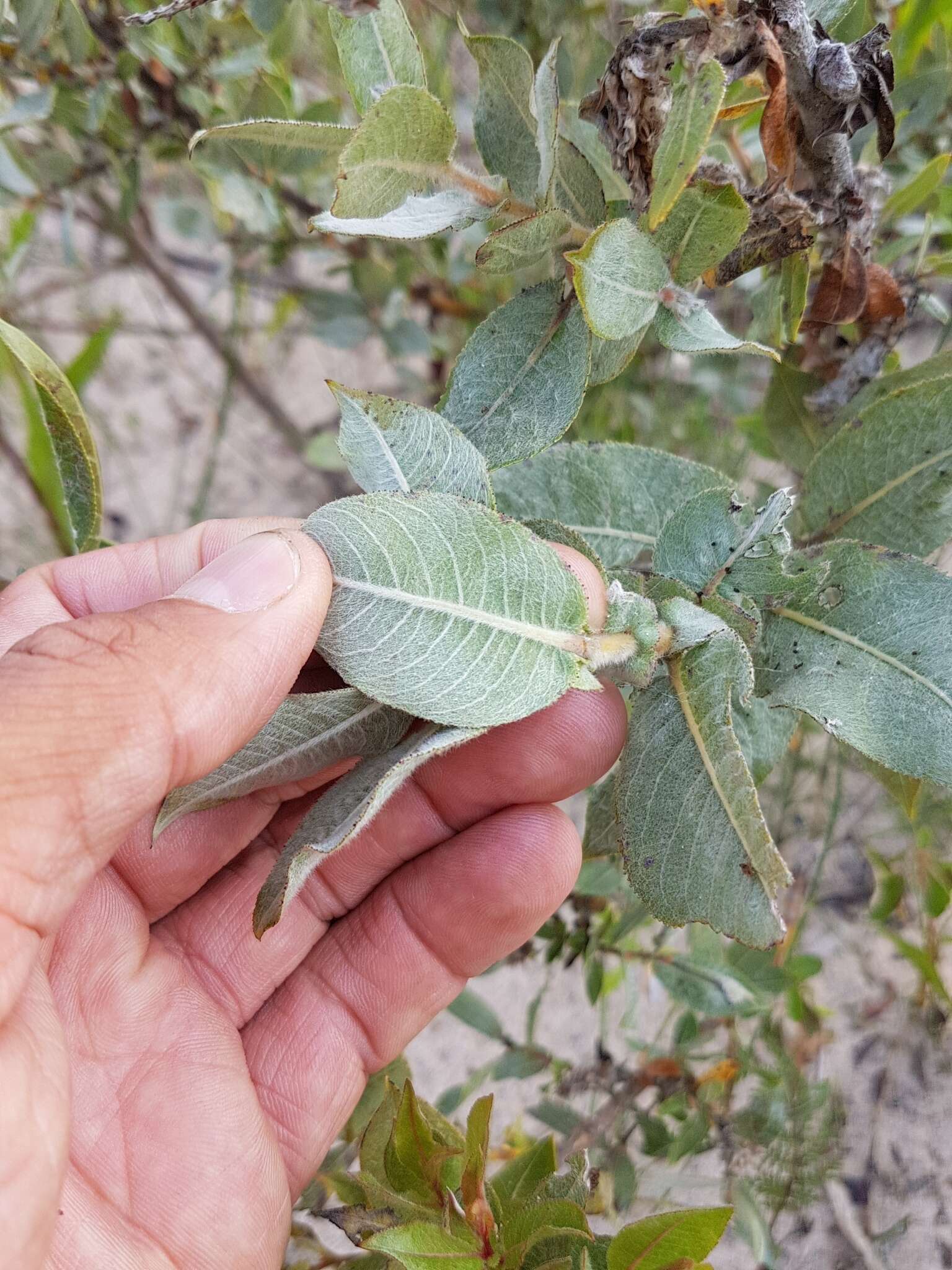 Imagem de Salix cordata Michx.