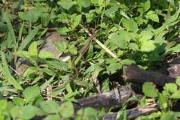 Image of Kuhne’s Grass Lizard