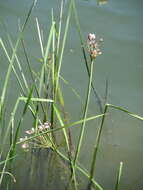 Image of flowering rush family