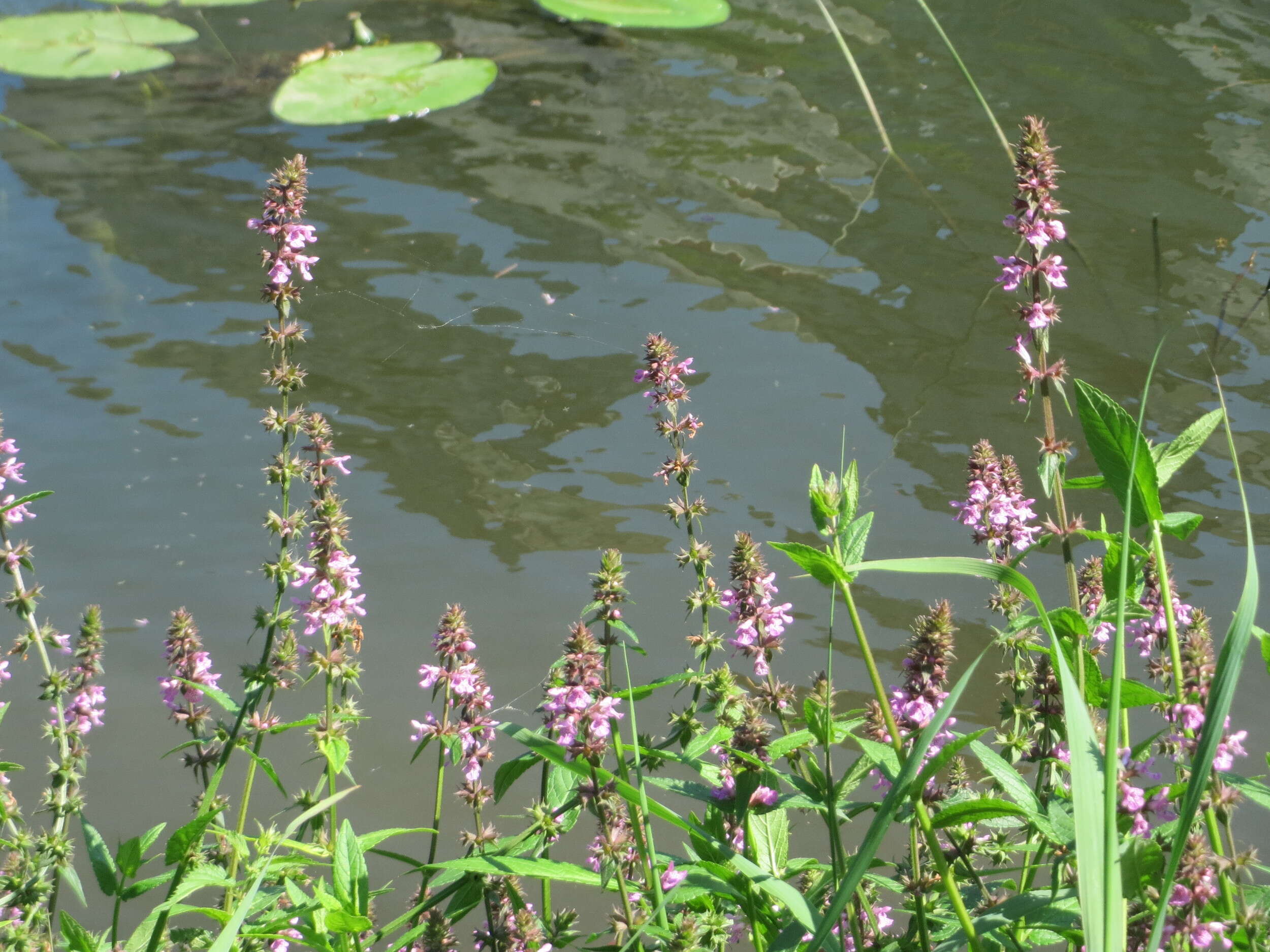 Image of Hedge-nettle