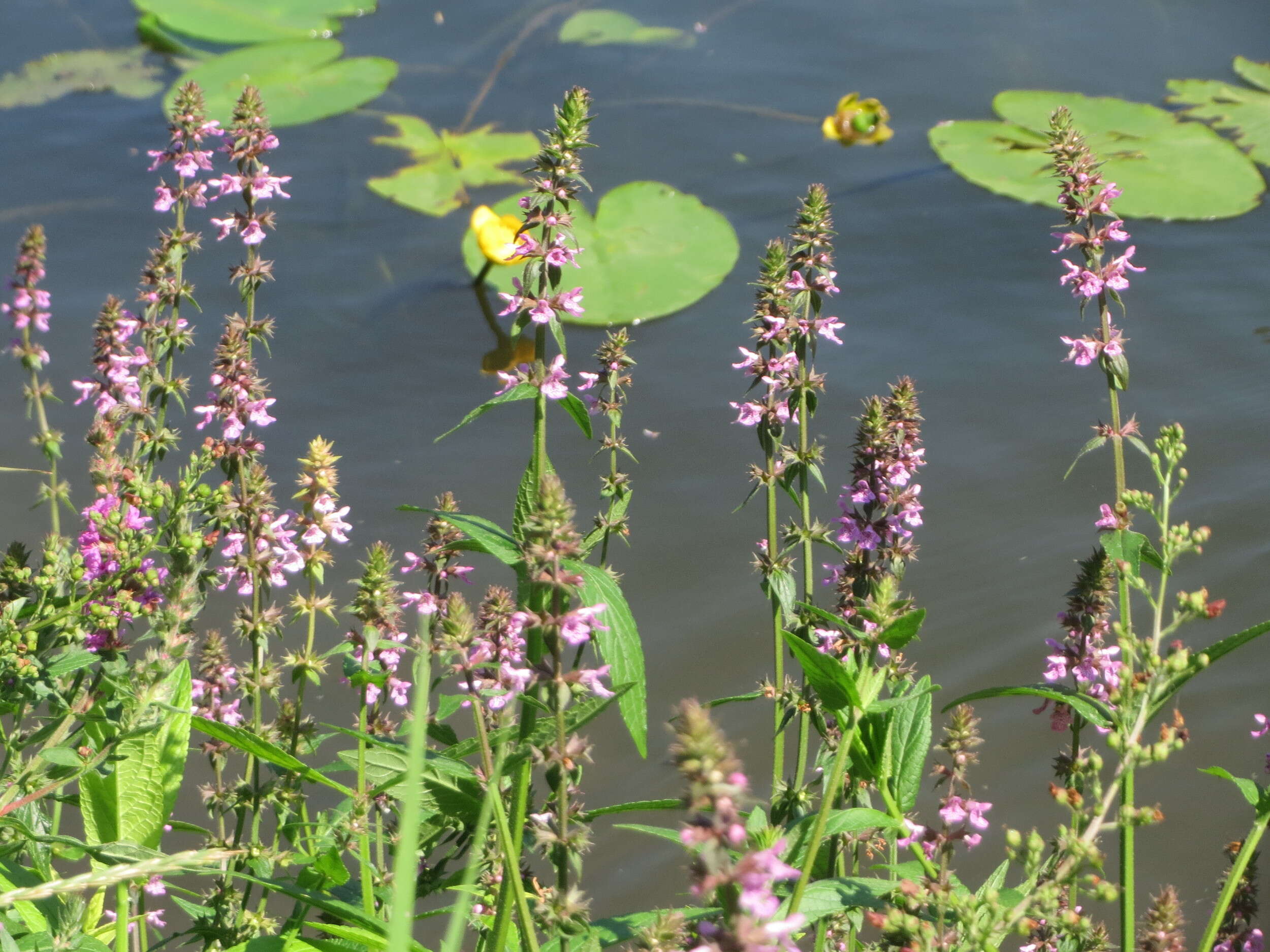 Image of Hedge-nettle