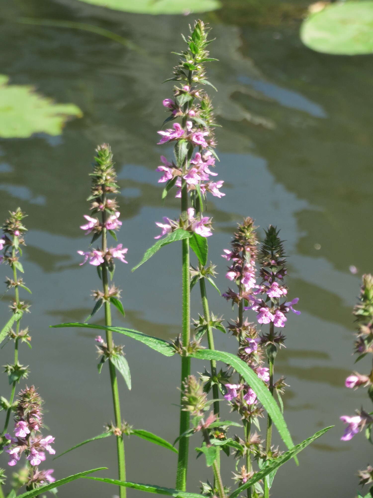 Слика од Stachys palustris L.