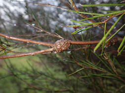 Image of broom honeymyrtle