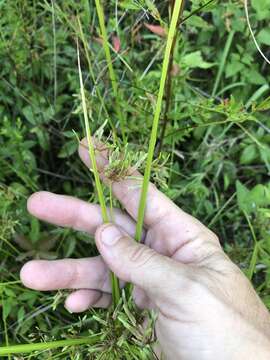 Image of Pond Flat Sedge