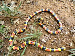 Image of Oaxacan Coral Snake